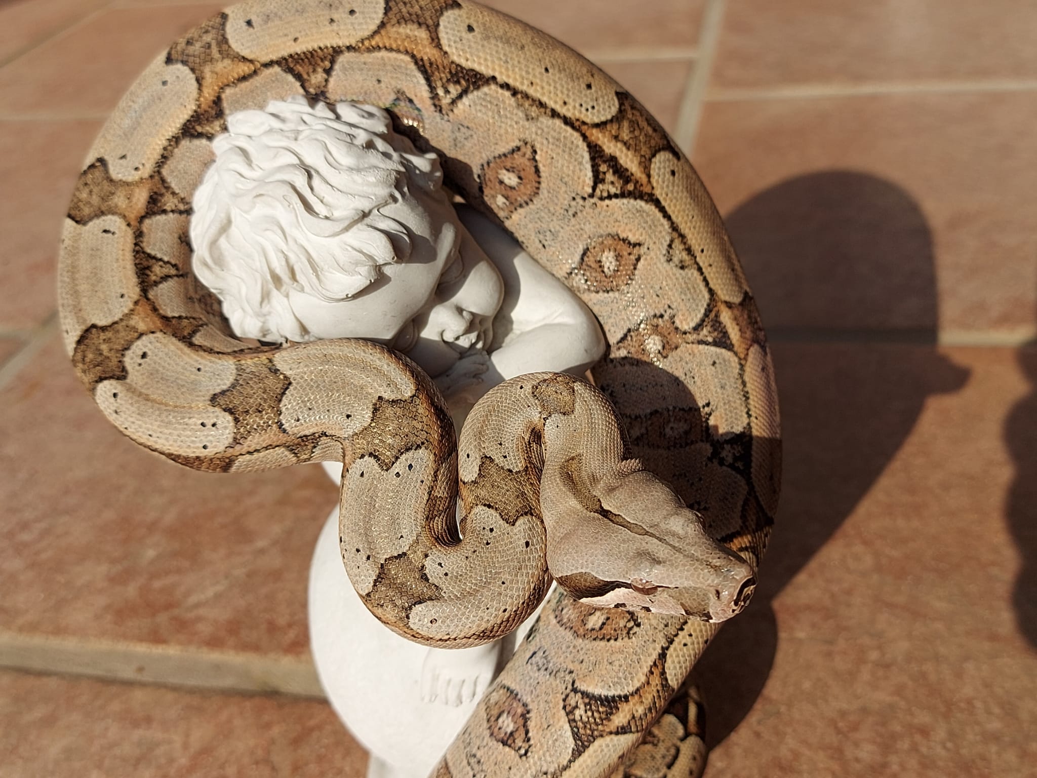 boa constrictor amarali premio de roma pythons and... Terra Serpentes - C. Amarali